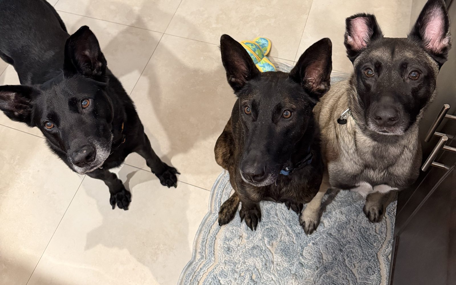 The three rescue shepherds the company is named after, sitting side by side and looking up at the camera